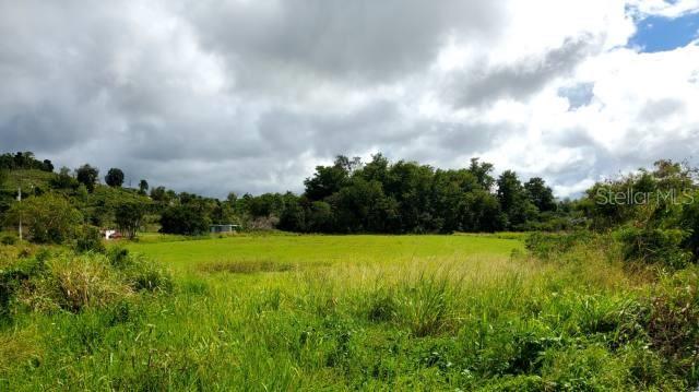 A grassy, open field is surrounded by trees under a cloudy sky — State Road PR-2 KM. 94.0, CAMUY, PR