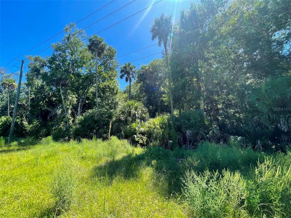 A grassy field leads to a dense forest with tall palm trees and power lines — OLD MISSION ROAD, NEW SMYRNA BEACH, FL