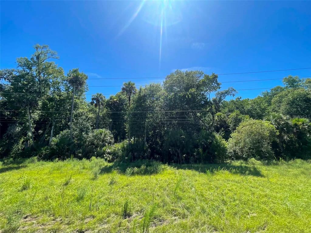 A grassy, sunlit lot is bordered by a dense line of trees and power lines — OLD MISSION ROAD, NEW SMYRNA BEACH, FL