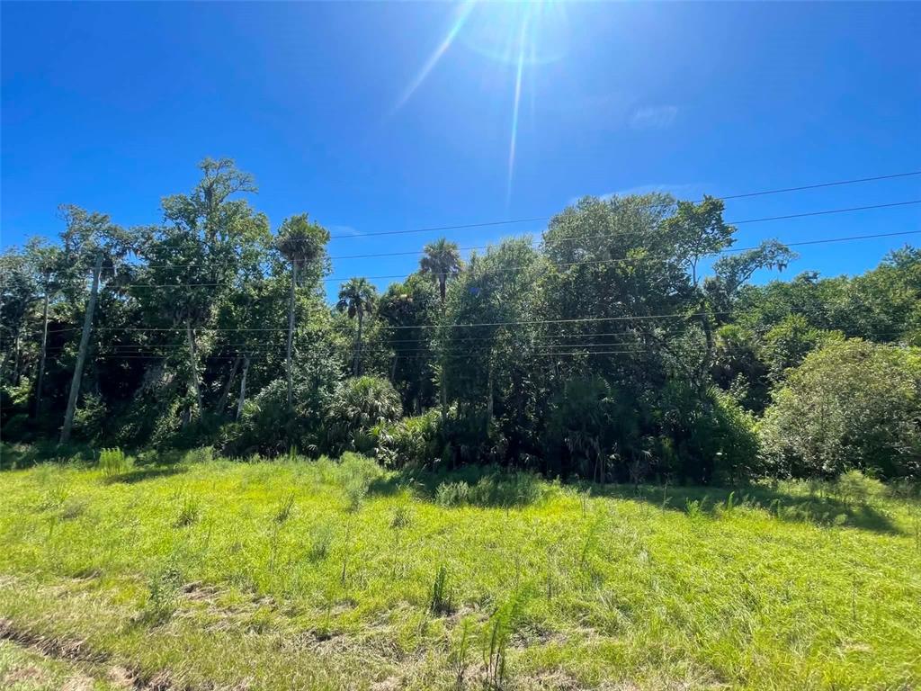 A grassy field sits in front of a dense line of trees under a blue sky — OLD MISSION ROAD, NEW SMYRNA BEACH, FL