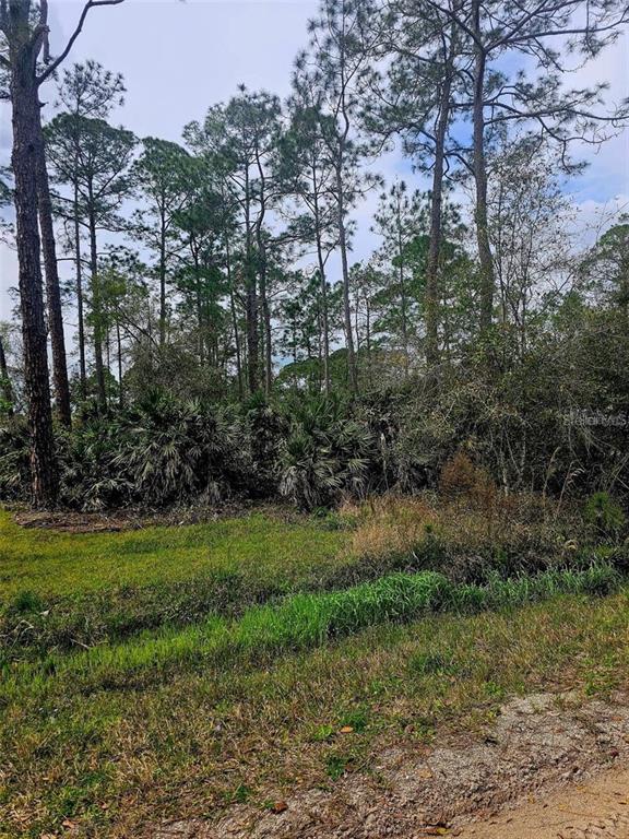 A grassy area leads to a dense thicket of palmettos and tall pine trees — EAST PARKWAY, DELAND, FL