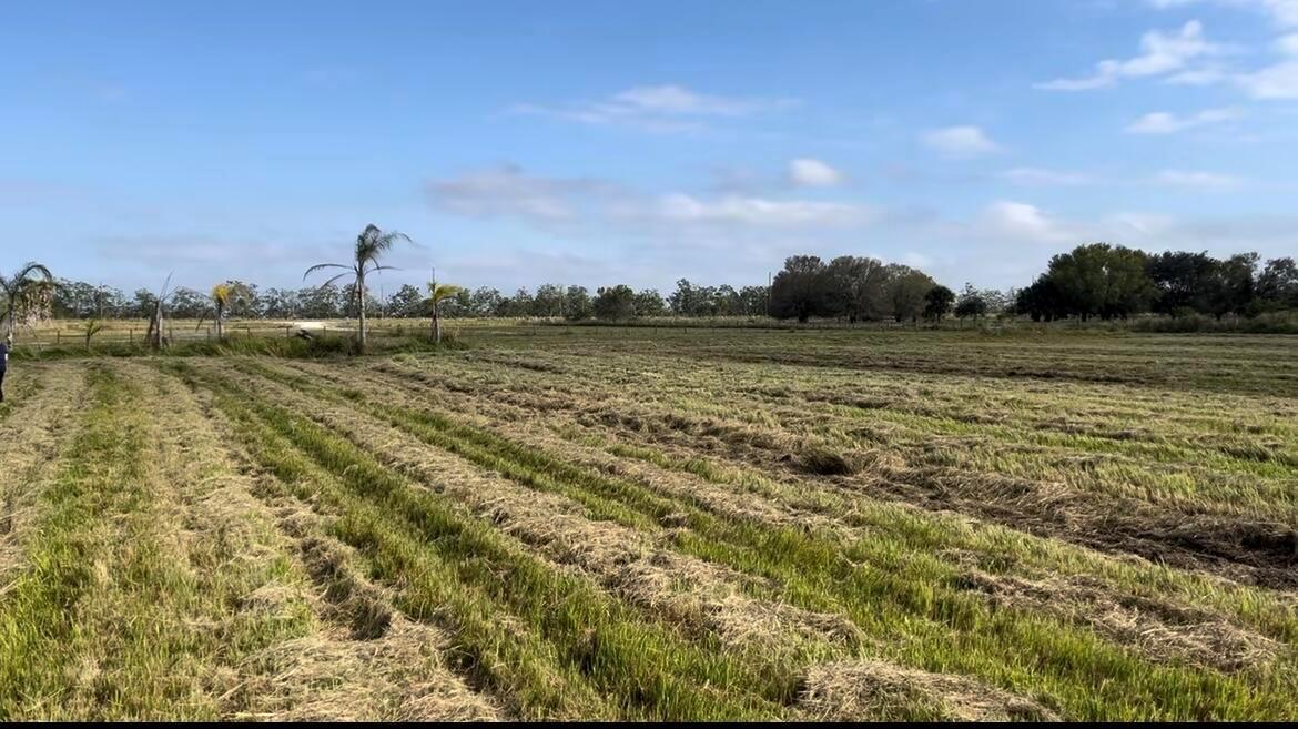 A wide, flat, grassy field with mowed rows and scattered trees under a blue sky — 1503 S Header Canal Road, Fort Pierce FL 34945, FORT PIERCE, FL