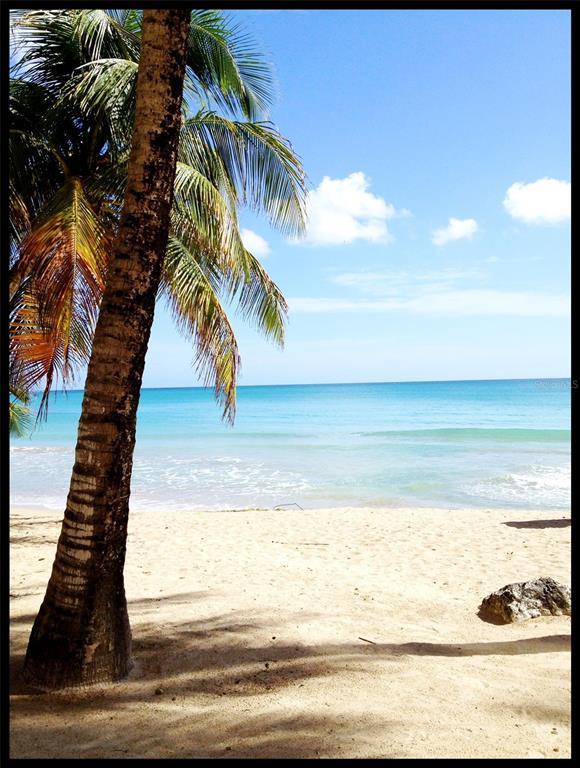 A palm tree stands on a sandy beach overlooking the blue ocean under a clear sky — 3511 ISLA VERDE AVE UNIT 204, CAROLINA, PR