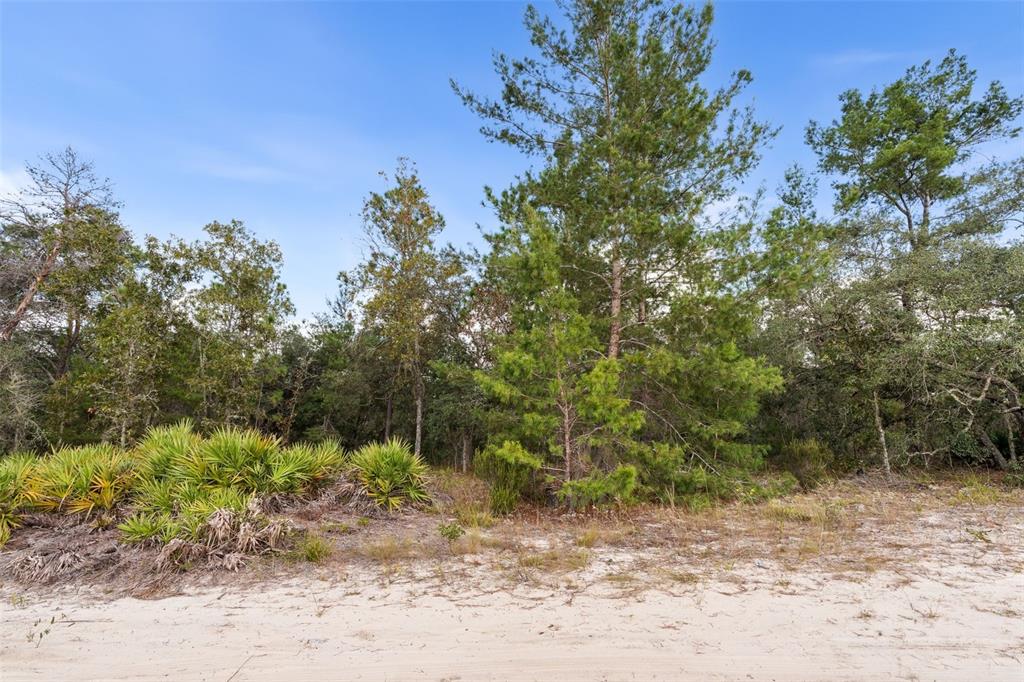0 NE 75 STREET, BRONSON, FL — photo 3 of 11