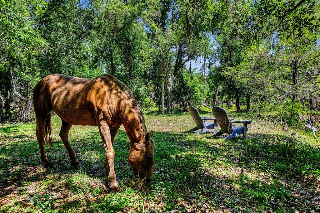 A brown horse grazes in a grassy, wooded area near two outdoor Adirondack chairs — 15750 WILSON ROAD, SARASOTA, FL
