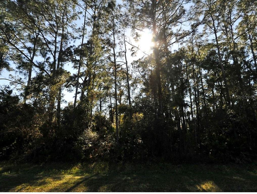 A view of tall pine trees and dense foliage backlit by the sun — N CRANBERRY BOULEVARD, NORTH PORT, FL