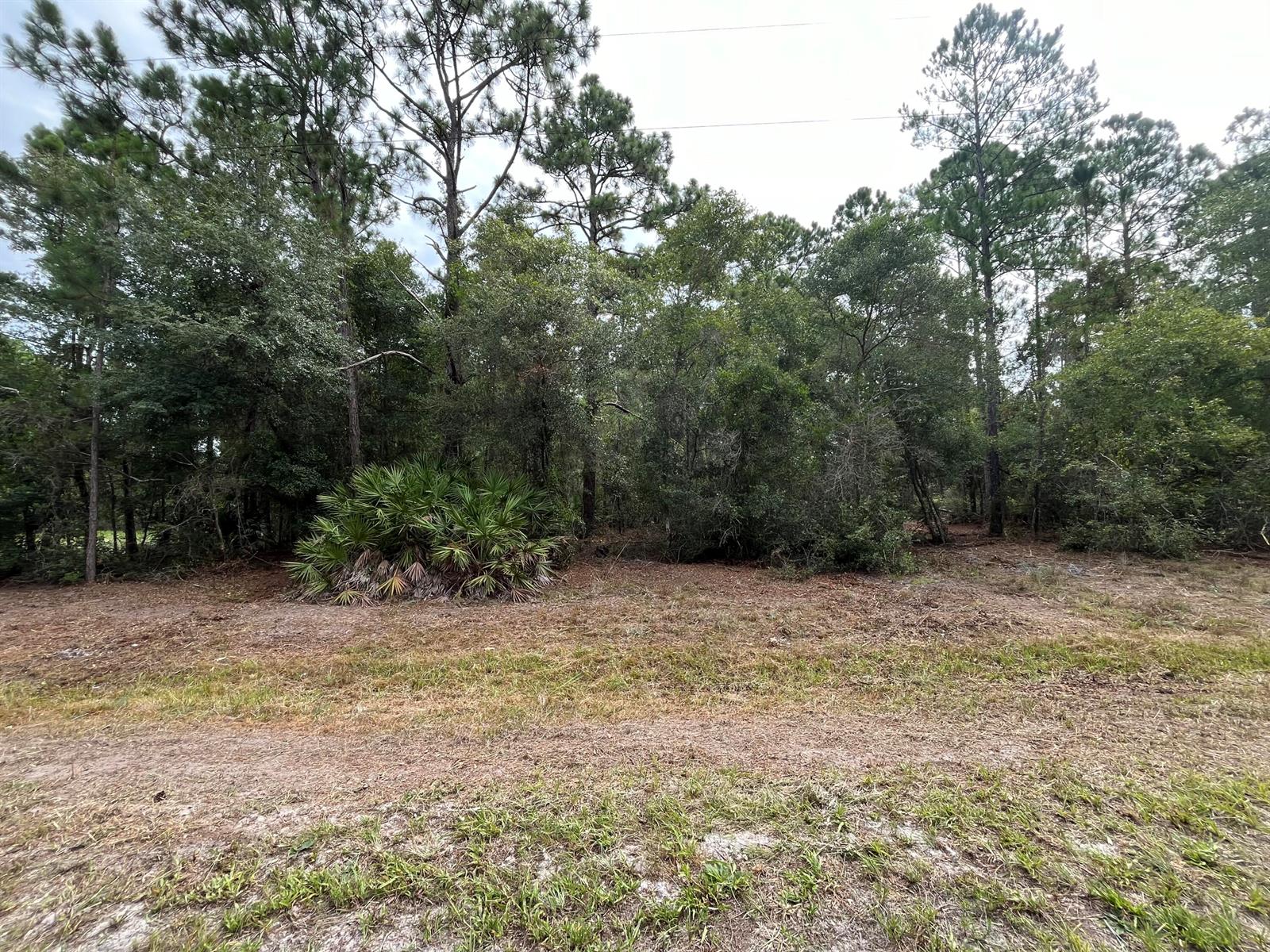 A cleared grassy area sits in front of a dense line of trees and palmettos — 124 Glenside Street, FL 32139, FL