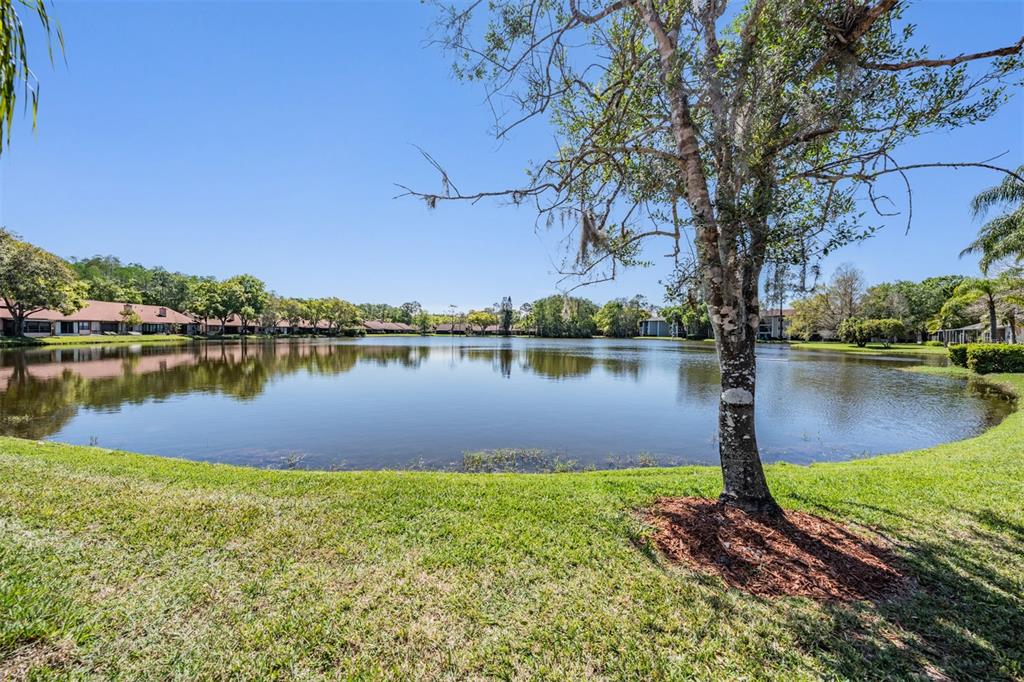 A view of a calm lake surrounded by green grass, trees, and residential buildings — 3960 MERMOOR DRIVE, PALM HARBOR, FL