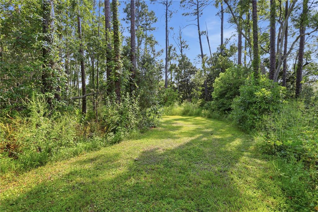 A grassy path leads into a wooded area with tall pine trees and dense vegetation — 1800 OLD DAYTONA ROAD, DELAND, FL