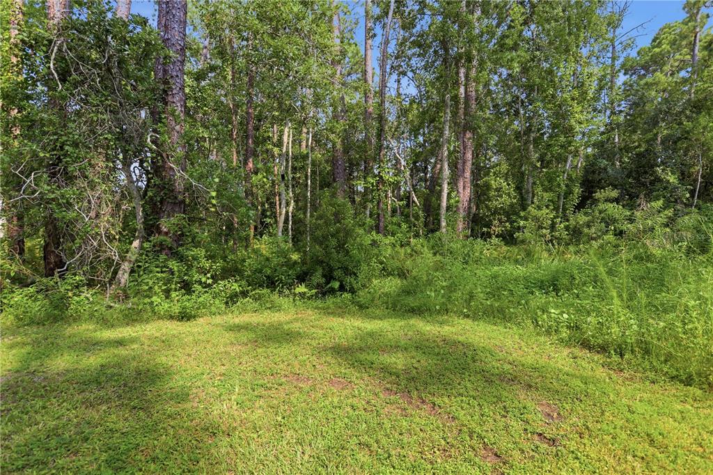 A grassy clearing sits in front of a dense forest of tall trees — 1800 OLD DAYTONA ROAD, DELAND, FL