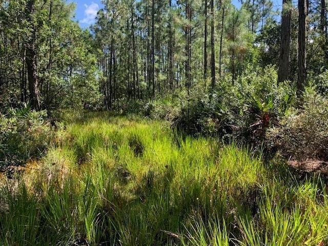 A grassy clearing surrounded by a dense forest of tall pine trees and shrubs — 0 Old Grade Road, FL 33868, FL