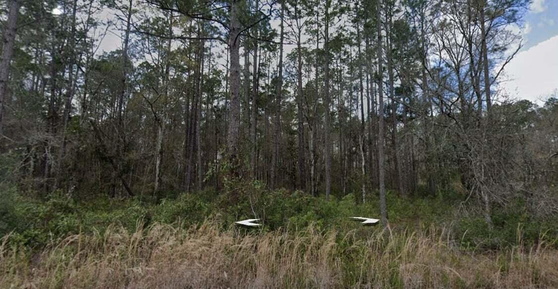 A dense forest of tall pine trees stands behind a patch of low-lying brush — 10275 Hennessey Avenue, FL 32145, FL