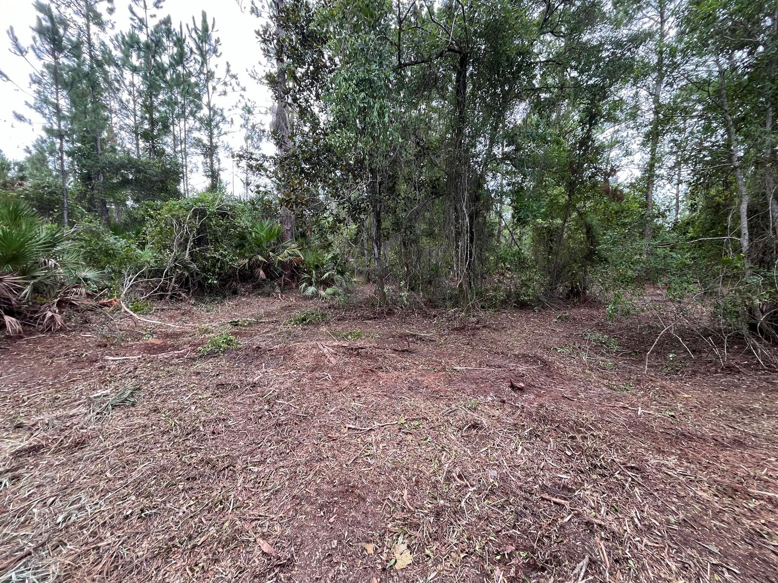 A cleared dirt lot is surrounded by dense trees and native vegetation — 147 Roebuck Street, FL 32139, FL