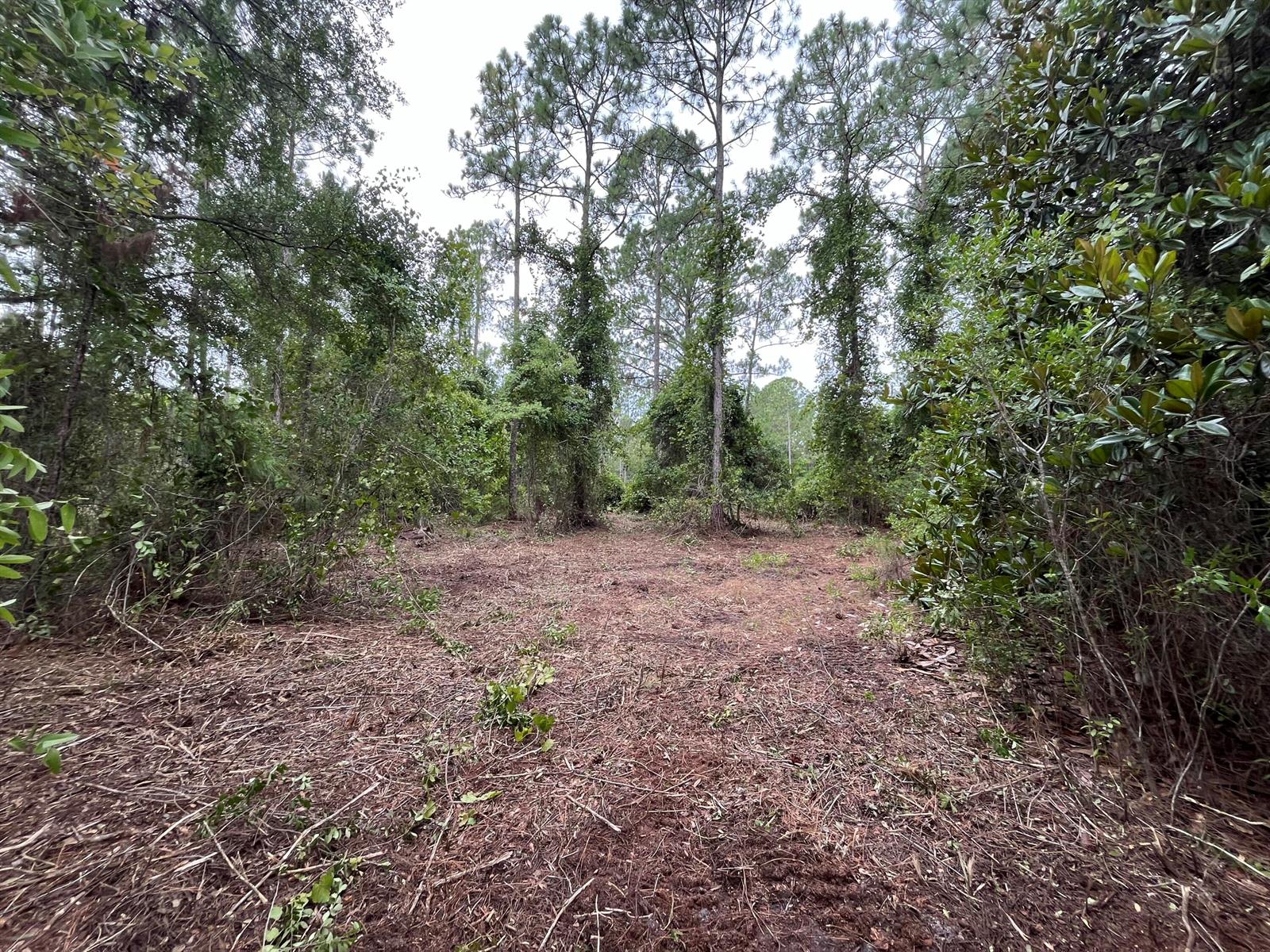 A cleared, dirt-covered lot is surrounded by dense trees and thick vegetation — 147 Roebuck Street, FL 32139, FL