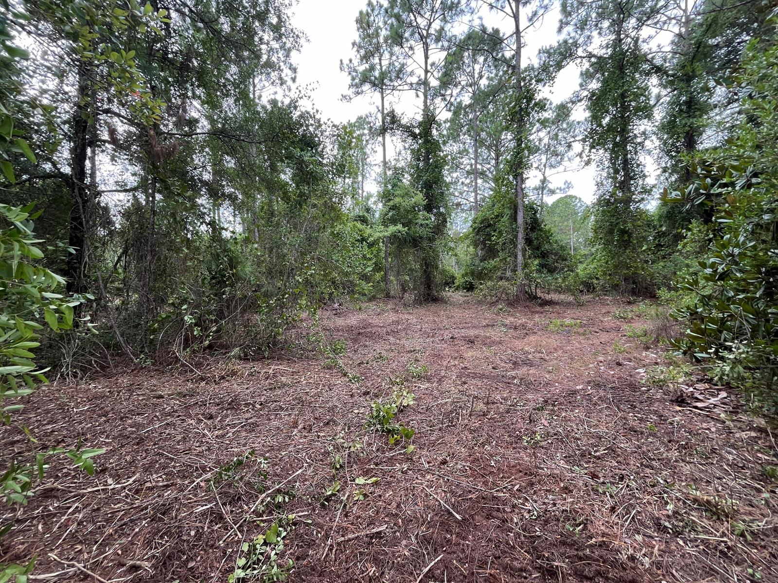 A cleared, wooded lot features scattered pine needles and surrounding mature trees — 147 Roebuck Street, FL 32139, FL