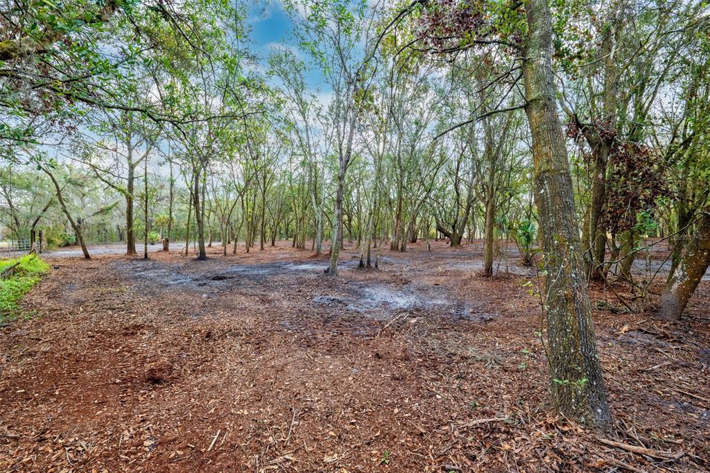 A wooded lot with cleared ground and scattered trees under a blue sky — JUSTIN LANE, PLANT CITY, FL