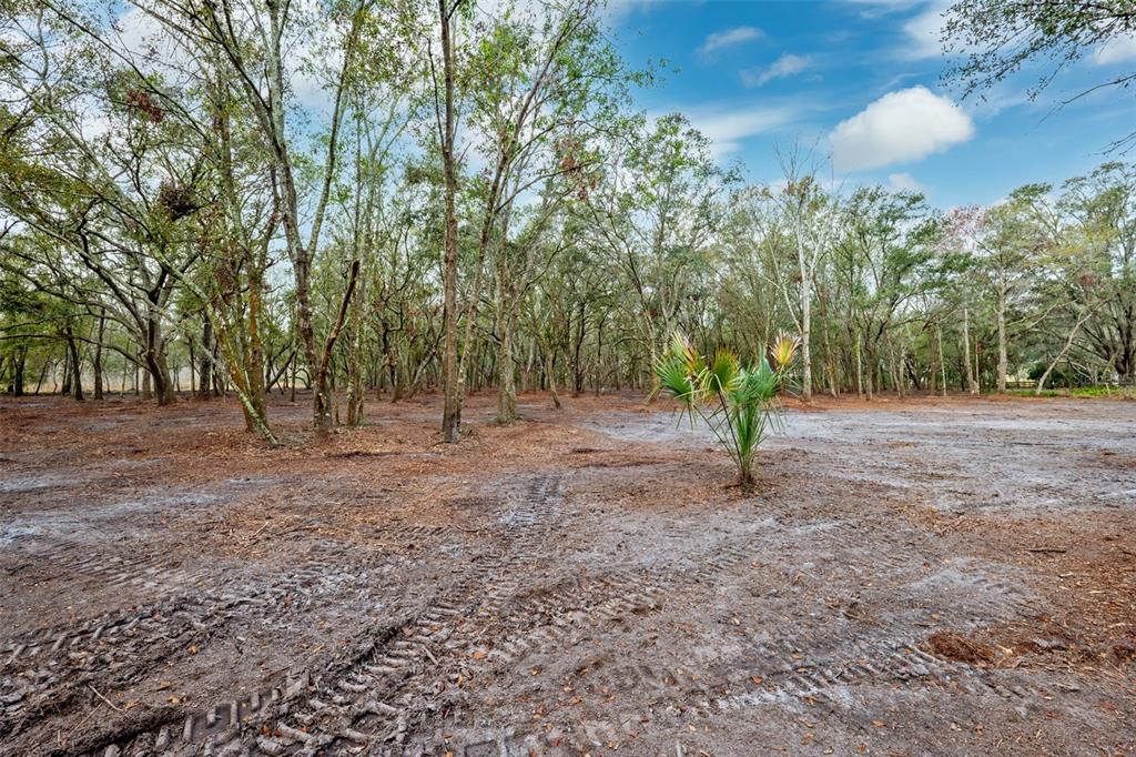 A wooded lot with cleared ground showing tire tracks and a single small palm tree — JUSTIN LANE, PLANT CITY, FL
