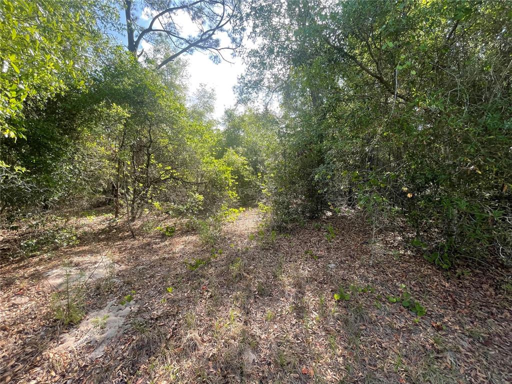 A wooded lot with dense trees and a ground covered in fallen leaves — TBD SEQUOIA DRIVE Lot 16, OCKLAWAHA, FL