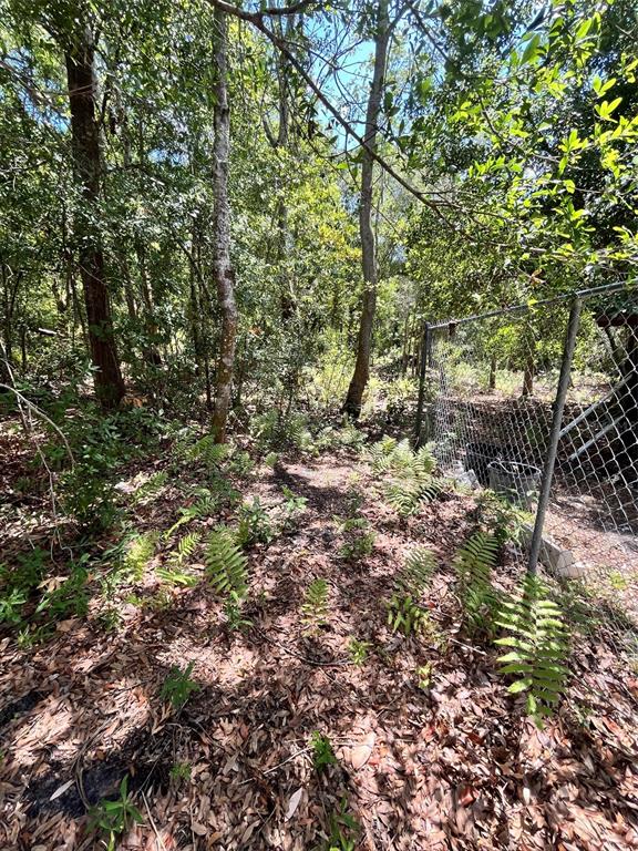 A wooded area with ferns on the ground next to a chain-link fence — 10907 ESTATES DEL SOL DRIVE, RIVERVIEW, FL