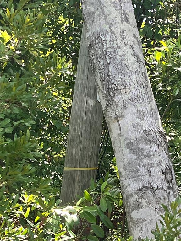 A utility pole stands next to a tree trunk surrounded by dense green foliage — 10907 ESTATES DEL SOL DRIVE, RIVERVIEW, FL