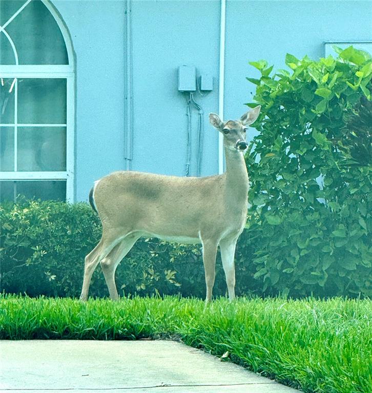 A deer stands on a green lawn in front of a blue house exterior — 1610 BERWICK COURT UNIT D, PALM HARBOR, FL