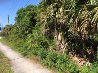 A sidewalk runs alongside a dense, overgrown lot filled with palm trees and thick vegetation — AIRPORT BOULEVARD, SANFORD, FL
