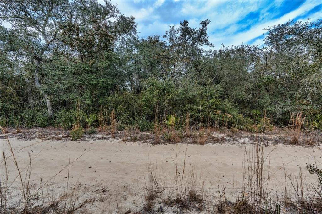 A sandy, unpaved path runs in front of a dense line of trees and shrubs — NE 233RD LANE, FORT MC COY, FL