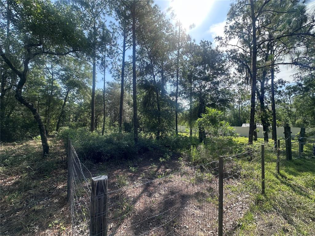 A fenced, wooded lot with tall pine trees under a bright, sunny sky — TBD NE 3RD PLACE, WILLISTON, FL