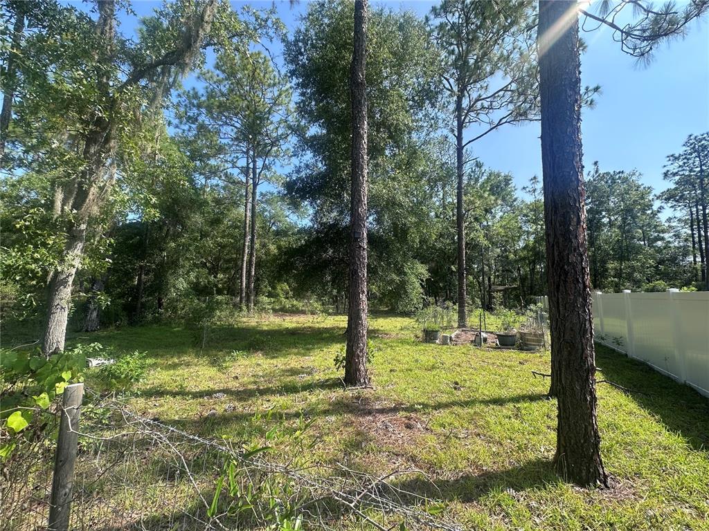 A grassy backyard features several tall pine trees and a white vinyl privacy fence — TBD NE 3RD PLACE, WILLISTON, FL