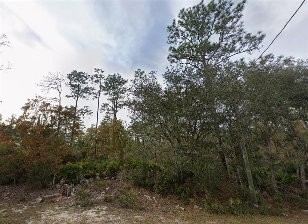 A wooded lot with tall pine trees and dense undergrowth under a cloudy sky — Lot 22 FISHER WAY TRACK, OCKLAWAHA, FL