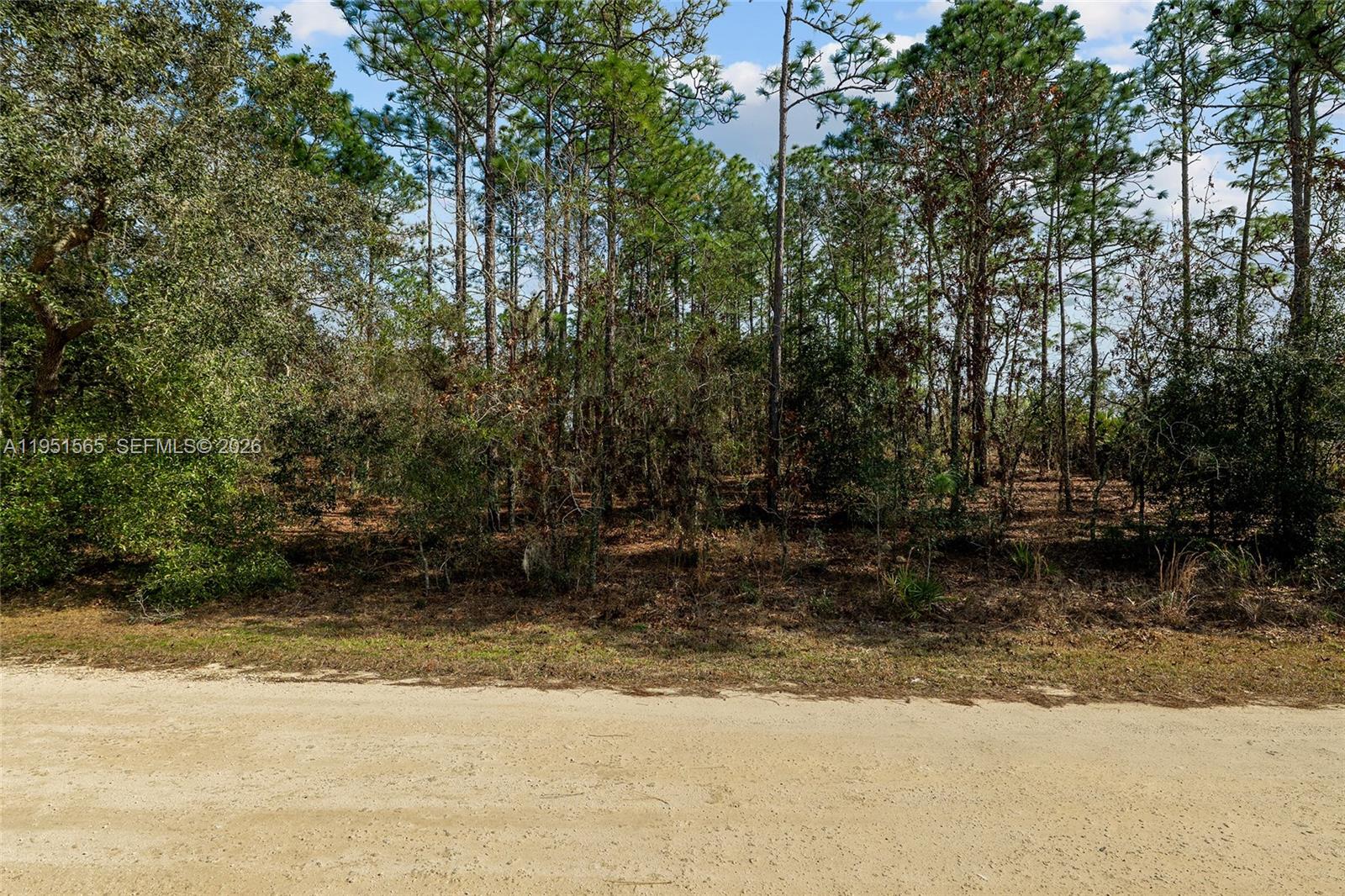 A dirt road runs in front of a densely wooded lot with tall pine trees — TBD SW 128th Terrace Road, Ocala FL 34481, OCALA, FL