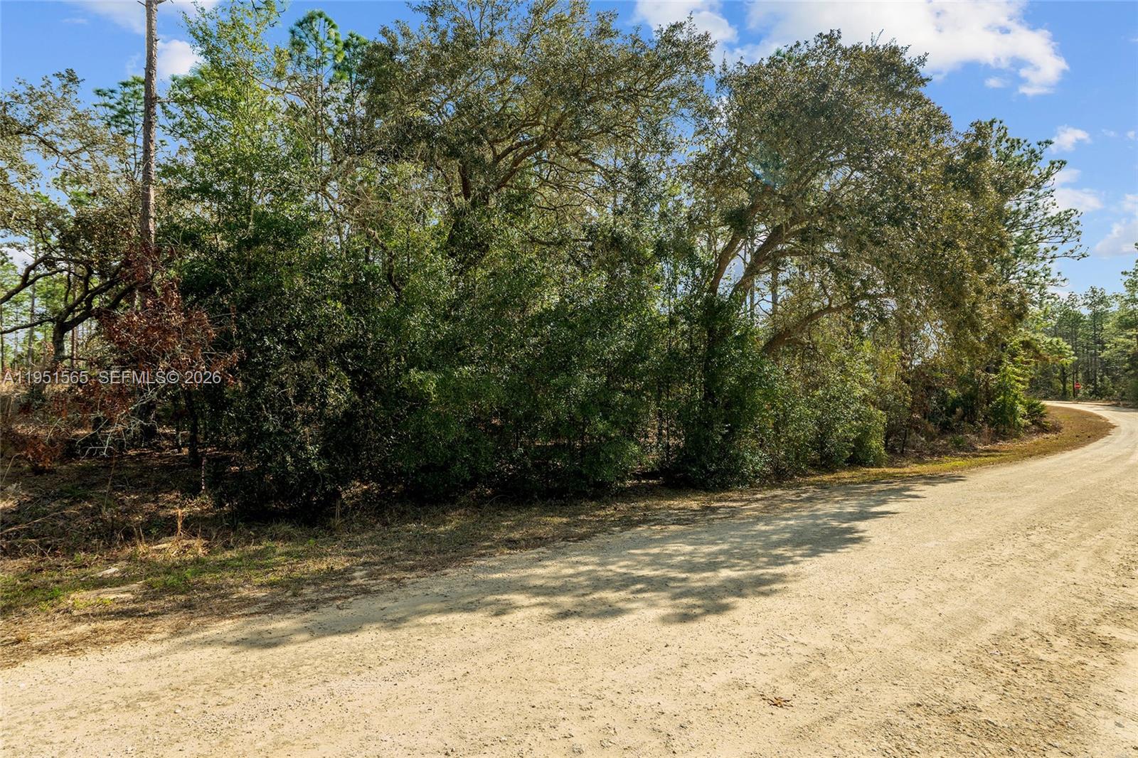 A dirt road curves past a dense thicket of trees and shrubs under a blue sky — TBD SW 128th Terrace Road, Ocala FL 34481, OCALA, FL