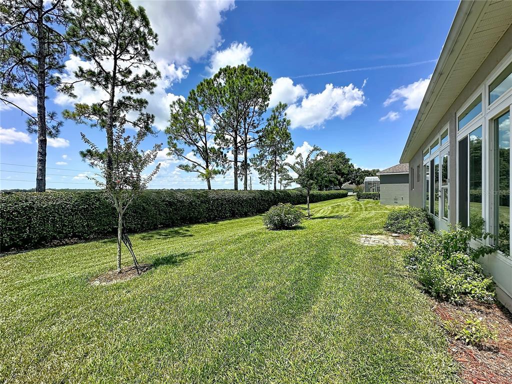 A grassy backyard features a manicured hedge, several trees, and the side of a house — 4223 KINGSLEY STREET, CLERMONT, FL