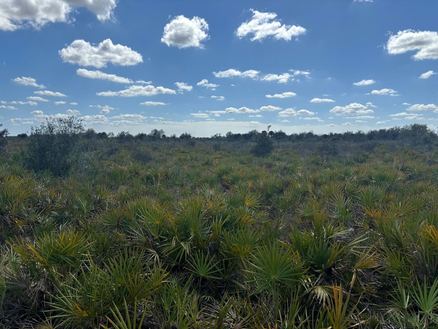 A vast, flat landscape covered in low-lying saw palmetto plants under a bright blue sky — 0 313th Street, Okeechobee FL 34972, OKEECHOBEE, FL
