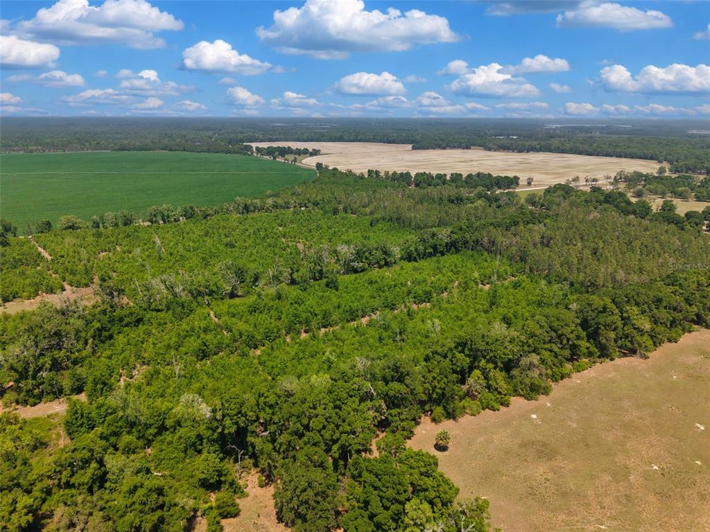 An aerial view shows a large expanse of green forest bordered by agricultural fields — TBD 000 NE 998TH AVENUE, BRANFORD, FL