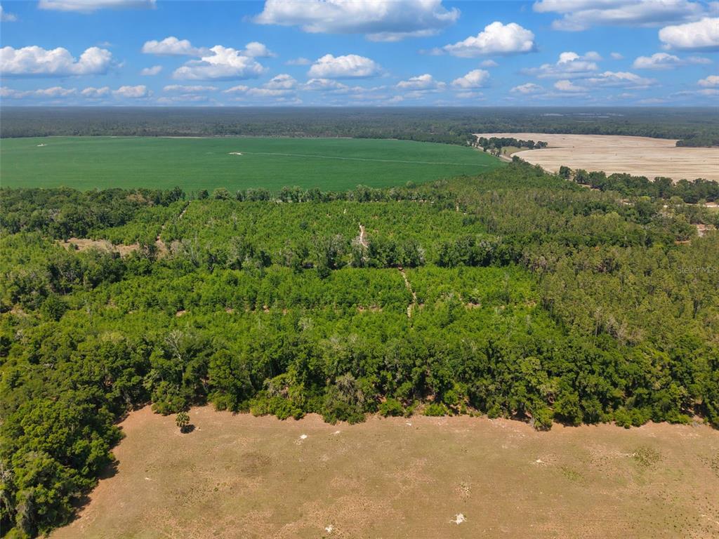 An aerial view shows a large, wooded property bordering an open pasture and agricultural fields — TBD 000 NE 998TH AVENUE, BRANFORD, FL