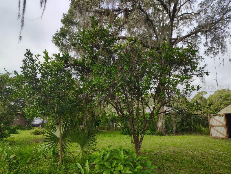 A backyard features a citrus tree, palm plants, and a large oak tree with moss — 20621 SE HIGHWAY 42, UMATILLA, FL