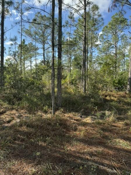 A wooded lot with tall pine trees and low-lying brush under a blue sky — TBD, FROSTPROOF, FL