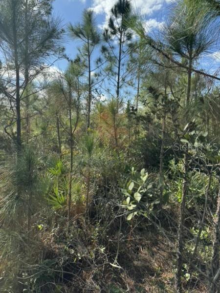 A wooded lot features tall pine trees and dense undergrowth under a blue sky — TBD, FROSTPROOF, FL