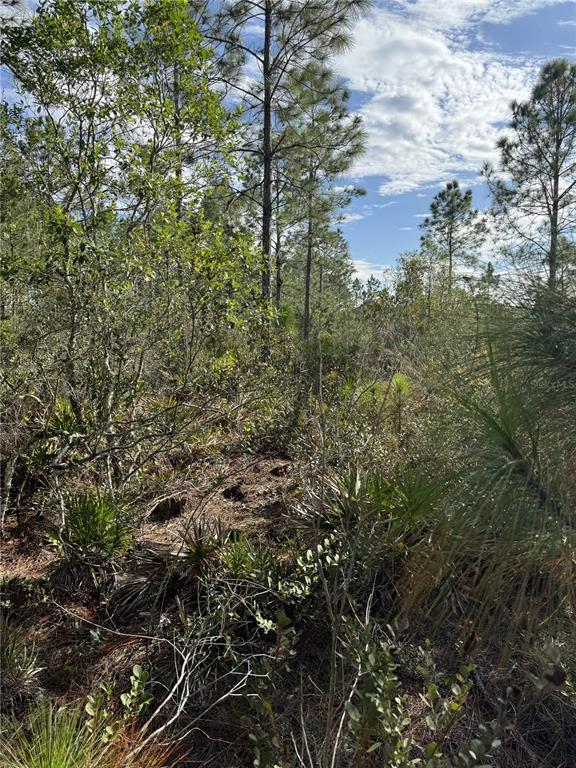 This outdoor view shows a wooded lot with pine trees, palmettos, and native brush — TBD, FROSTPROOF, FL