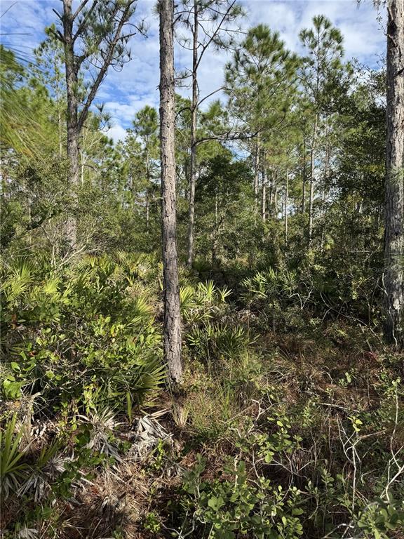 A wooded lot features tall pine trees and dense palmetto undergrowth under a cloudy sky — TBD, FROSTPROOF, FL