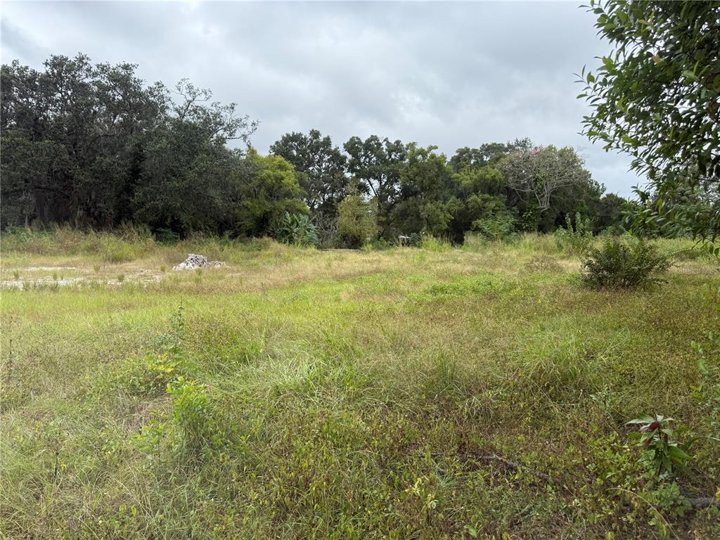 A grassy, undeveloped lot features scattered vegetation and a dense line of trees in back — 145 W COUNTRY CLUB DRIVE, TAMPA, FL