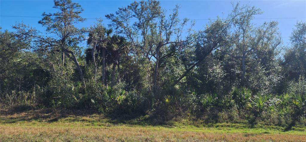 A view of a wooded lot with tall trees and dense undergrowth under a blue sky — 1173 BISCAYNE DRIVE, PORT CHARLOTTE, FL