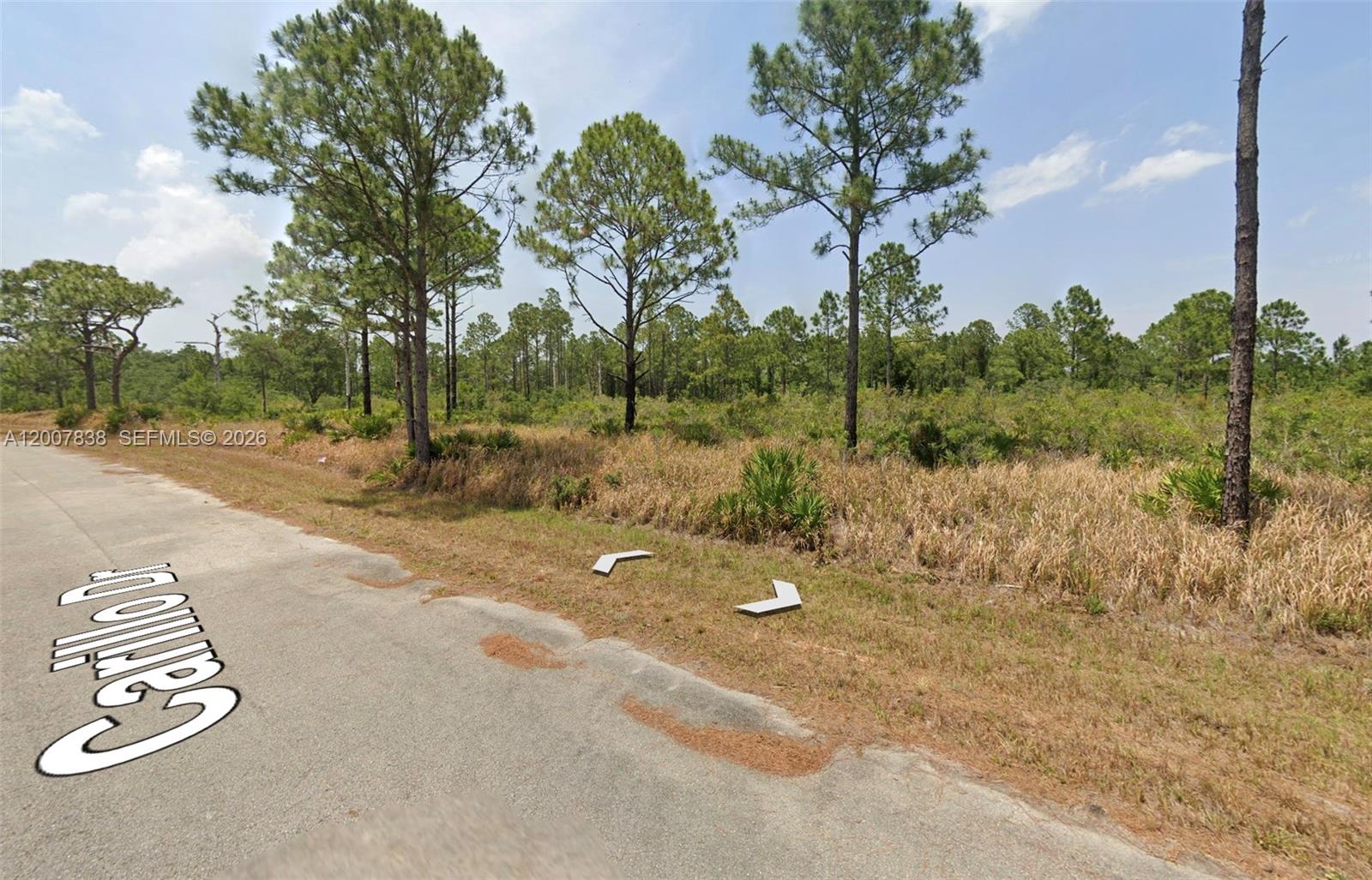 A paved road runs alongside a vacant, wooded lot with tall pine trees — 8134 CARILLO DR, Sebring FL 33872, SEBRING, FL