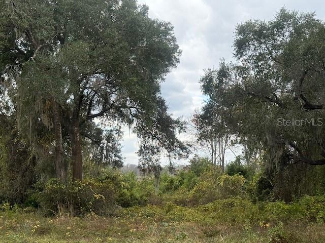 A view of a wooded lot with large oak trees and dense undergrowth — SE 175TH TERRACE, SILVER SPRINGS, FL