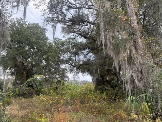 A wooded lot features large oak trees draped with Spanish moss and dense ground vegetation — SE 175TH TERRACE, SILVER SPRINGS, FL