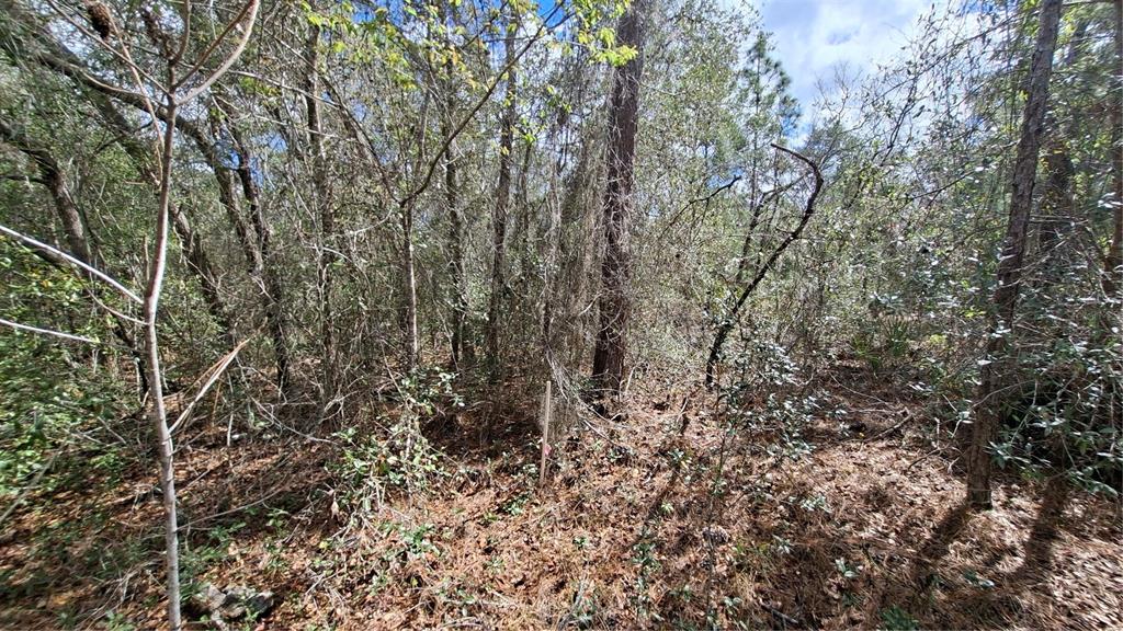 A wooded lot with dense trees, underbrush, and a small survey marker in the foreground — FISHER RUN, OCKLAWAHA, FL
