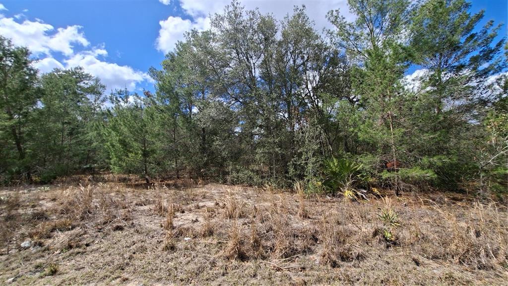 A vacant, grassy lot features a dense line of trees and shrubs in the background — FISHER RUN, OCKLAWAHA, FL