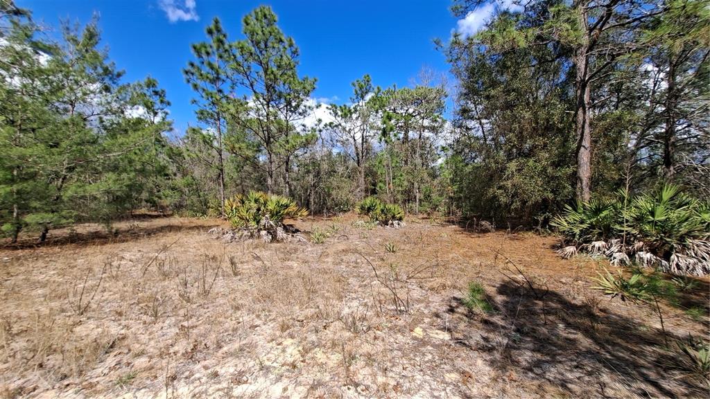 A wooded lot features sandy ground, scattered palmetto bushes, and tall pine trees under blue skies — FISHER RUN, OCKLAWAHA, FL
