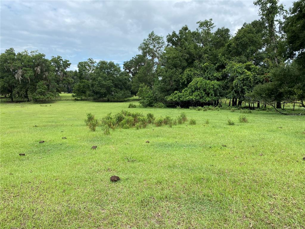 A grassy, sloping pasture is bordered by a line of mature trees under a cloudy sky — 17249 NE 9TH AVENUE, CITRA, FL